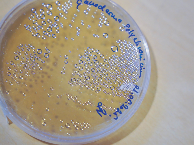 mycelium1
